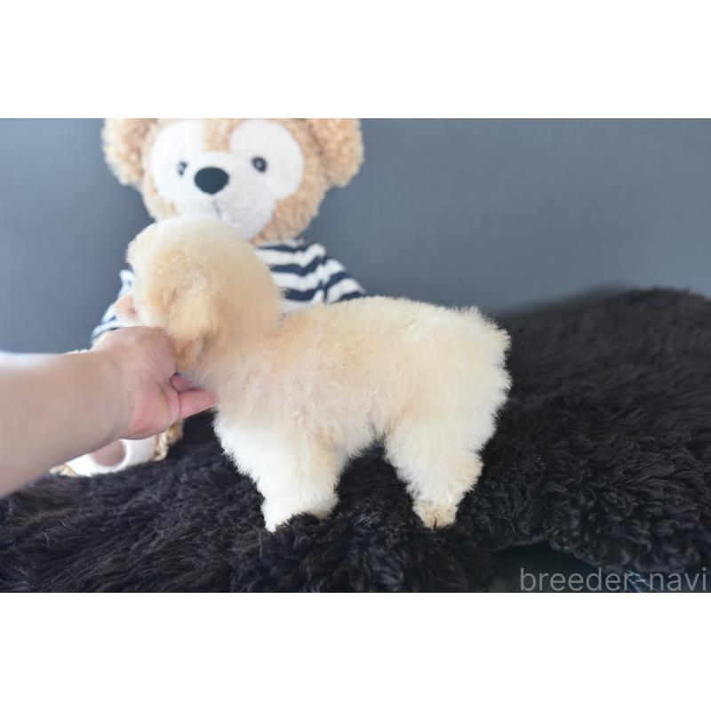 販売中の茨城県のタイニープードル-443237の2枚目