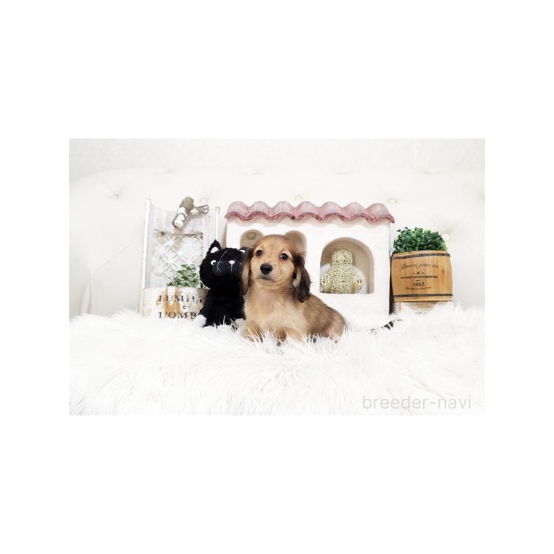 販売中の佐賀県のミニチュアダックスフンド(ロングヘアード)-453563の5枚目