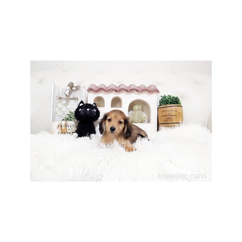 販売中の佐賀県のミニチュアダックスフンド(ロングヘアード)-453563の3枚目