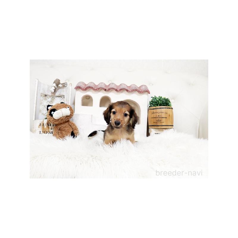 販売中の佐賀県のミニチュアダックスフンド(ロングヘアード)-453564の4枚目