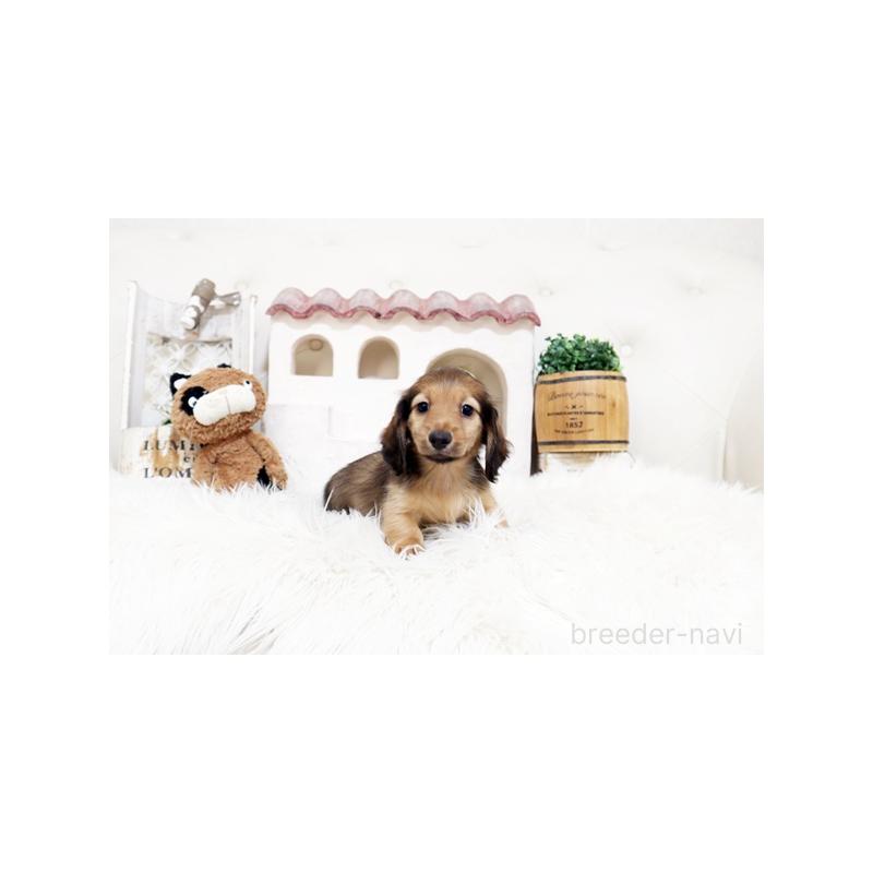 販売中の佐賀県のミニチュアダックスフンド(ロングヘアード)-453564の3枚目