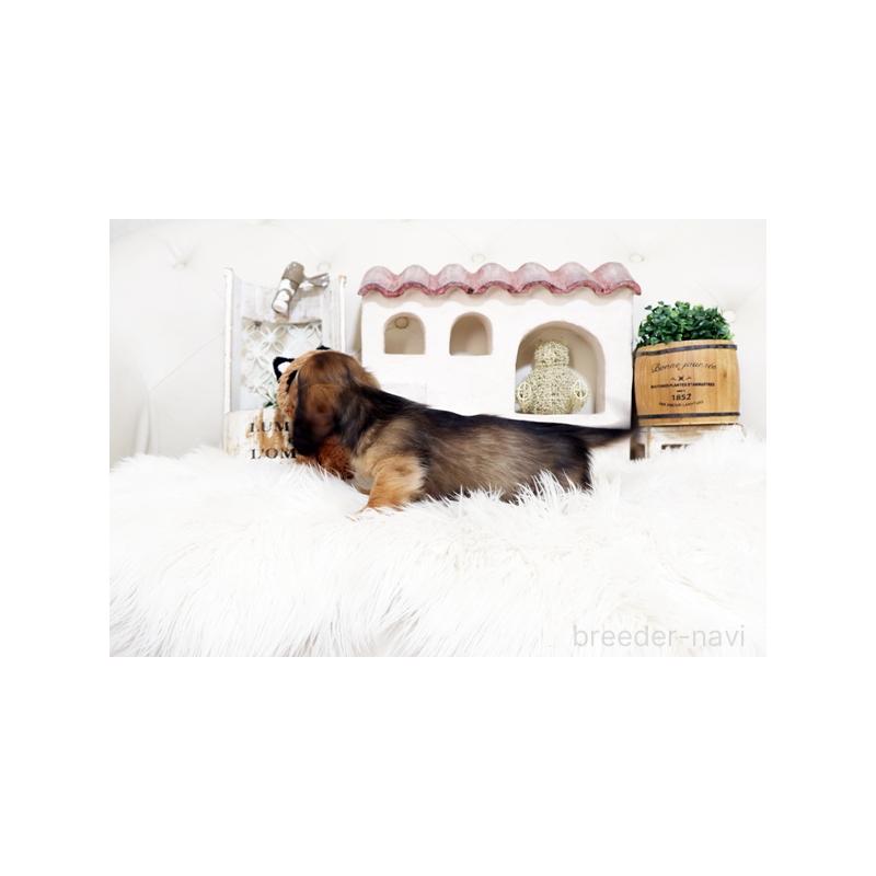 販売中の佐賀県のミニチュアダックスフンド(ロングヘアード)-453564の2枚目