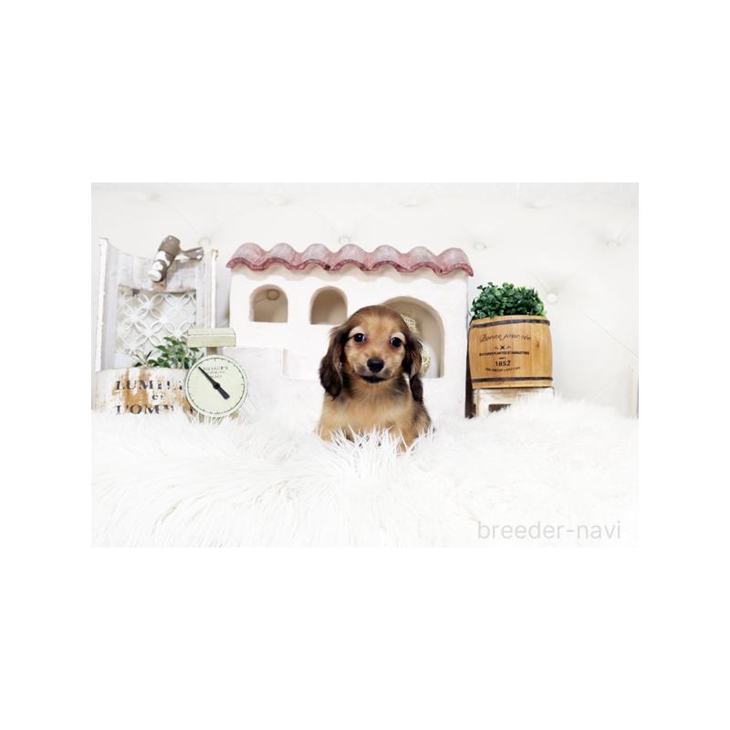 販売中の佐賀県のミニチュアダックスフンド(ロングヘアード)-453565の5枚目