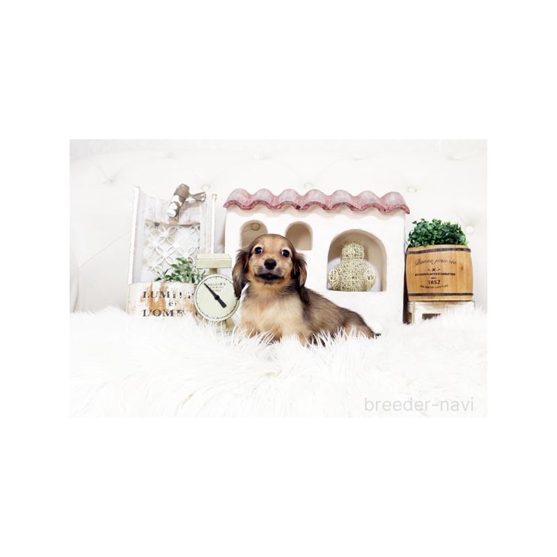 販売中の佐賀県のミニチュアダックスフンド(ロングヘアード)-453565の4枚目