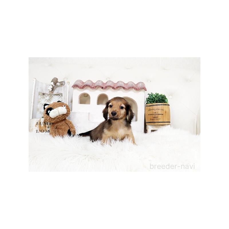 販売中の佐賀県のミニチュアダックスフンド(ロングヘアード)-453565の3枚目