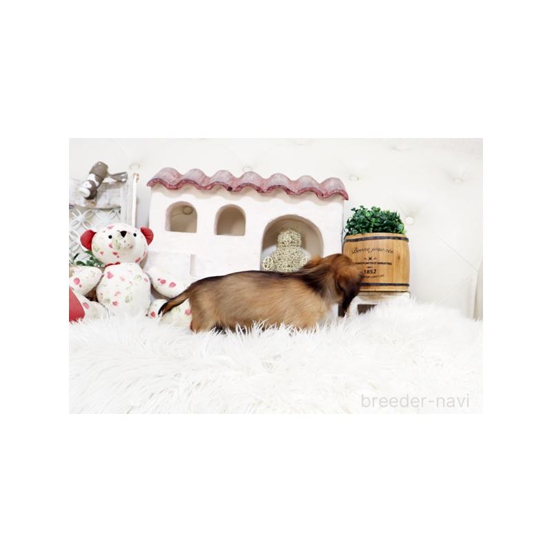 販売中の佐賀県のミニチュアダックスフンド(ロングヘアード)-453566の2枚目