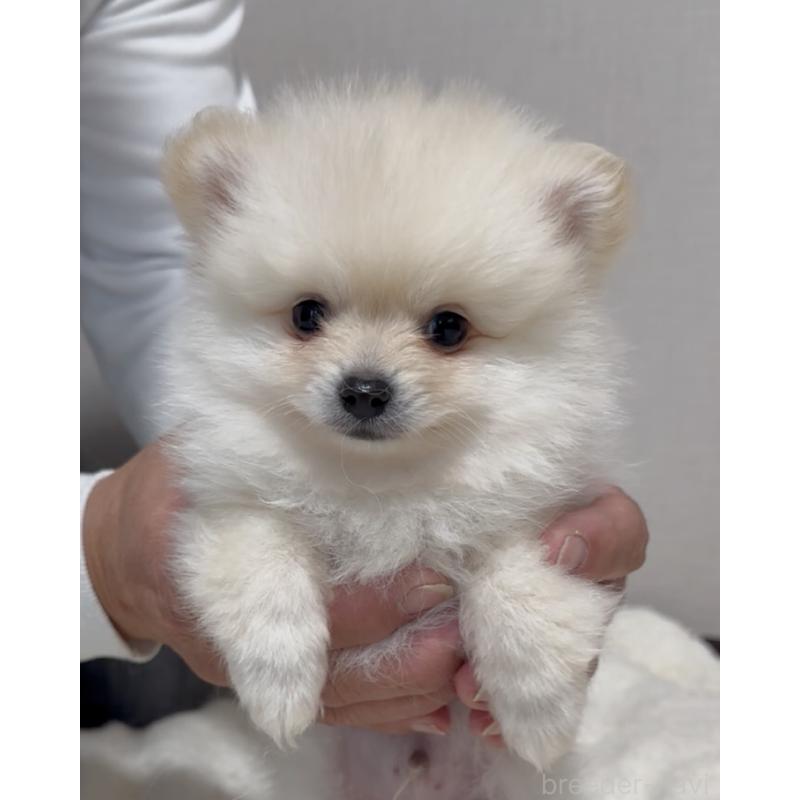 販売中の兵庫県のポメラニアン-453568の3枚目