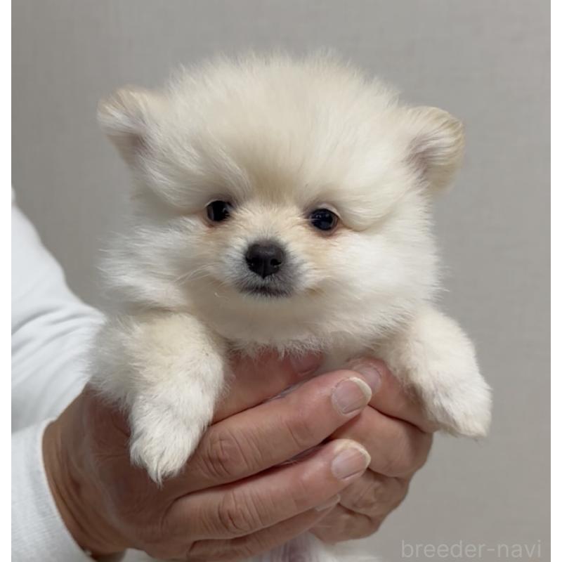 販売中の兵庫県のポメラニアン-453568の2枚目