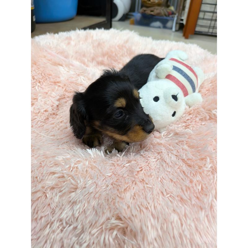 販売中の岐阜県のミニチュアダックスフンド(ロングヘアード)-453569の2枚目