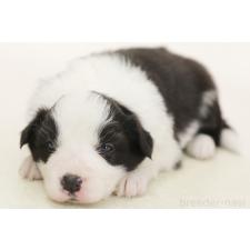 ♀︎ボーダーコリー