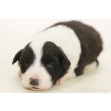 ♀︎ボーダーコリー