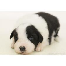 ♀︎ボーダーコリー