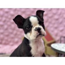 ♀︎ボストンテリア