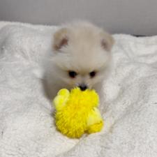 ♀︎ポメラニアン