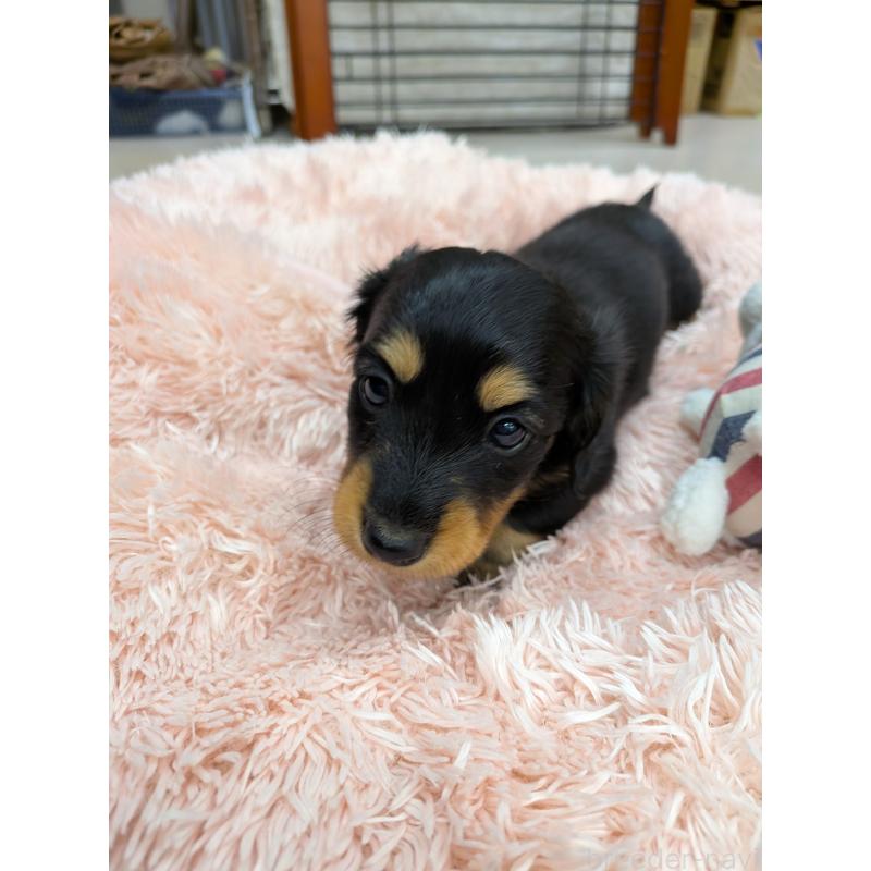 販売中の岐阜県のミニチュアダックスフンド(ロングヘアード)-453570の2枚目