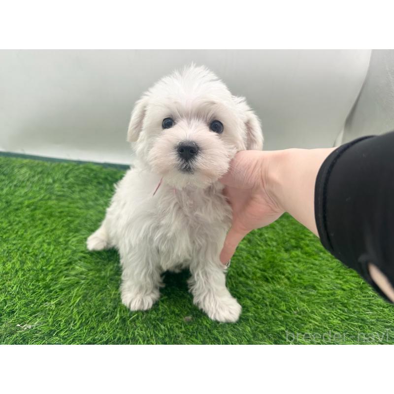 販売中の愛知県のマルシュナ:マルチーズ×ミニチュアシュナウザー-451251