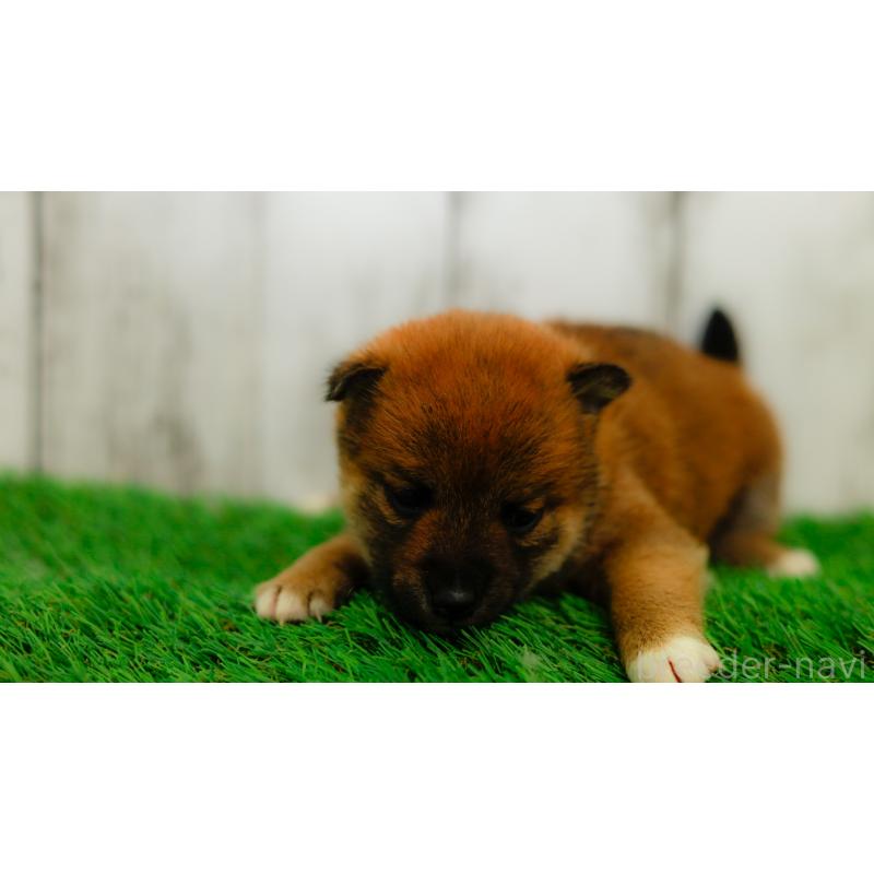 販売中の三重県の柴犬-453577の10枚目