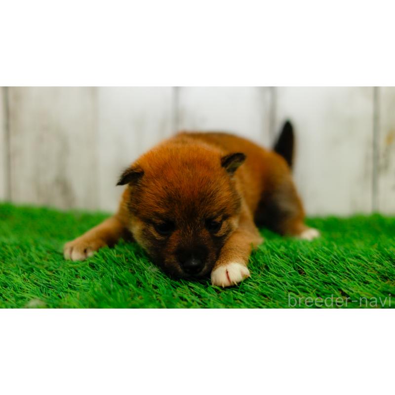 販売中の三重県の柴犬-453577の8枚目