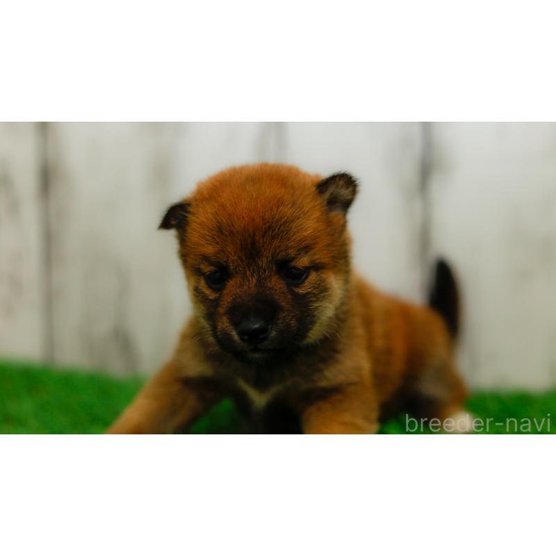 販売中の三重県の柴犬-453577の7枚目