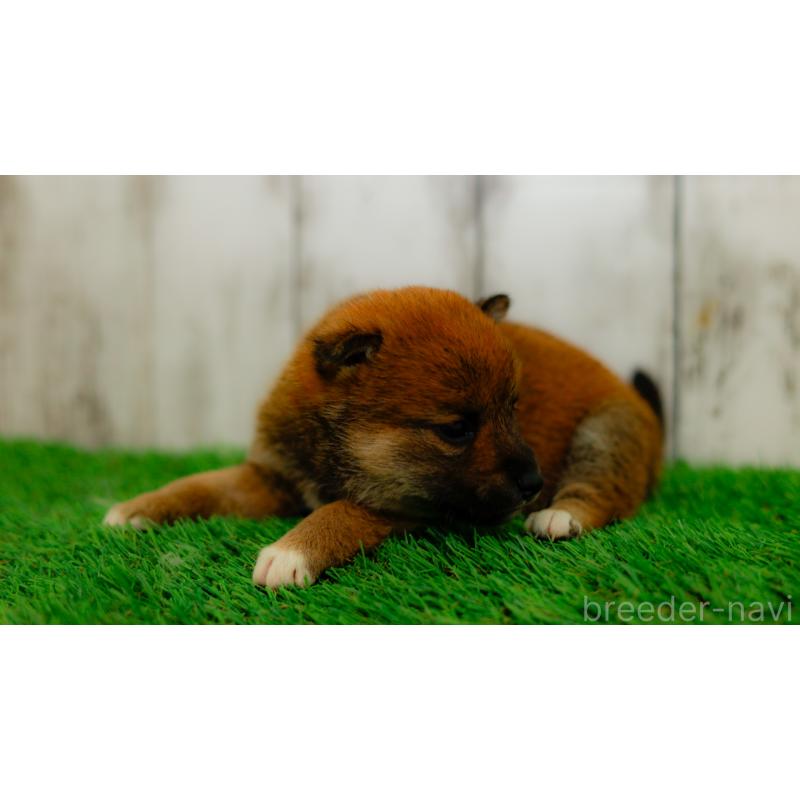 販売中の三重県の柴犬-453577の6枚目