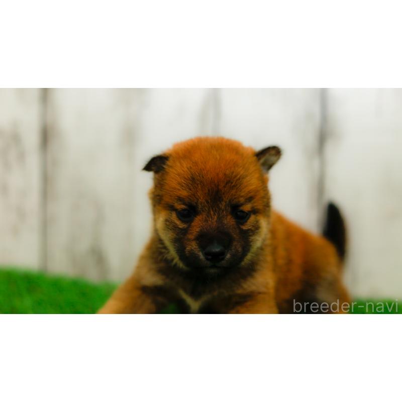 販売中の三重県の柴犬-453577の5枚目