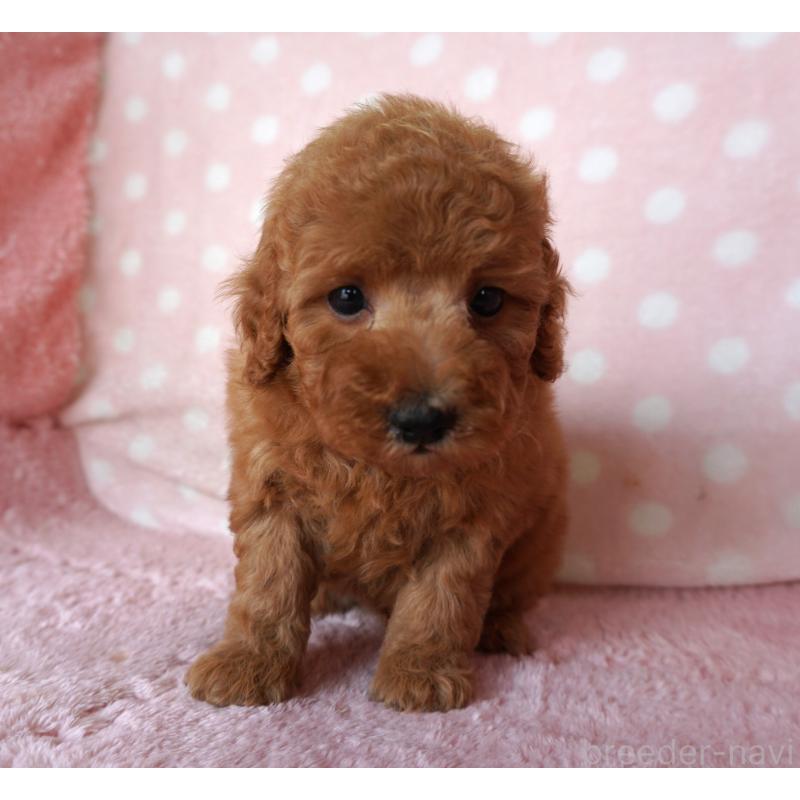 販売中の長崎県のトイプードル-453576の2枚目