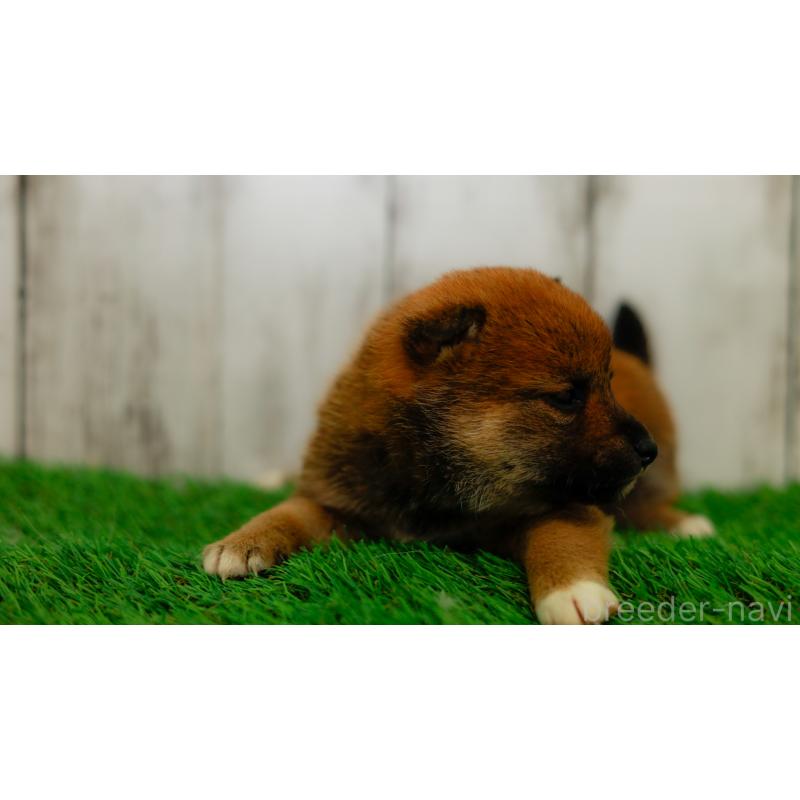 販売中の三重県の柴犬-453577の4枚目