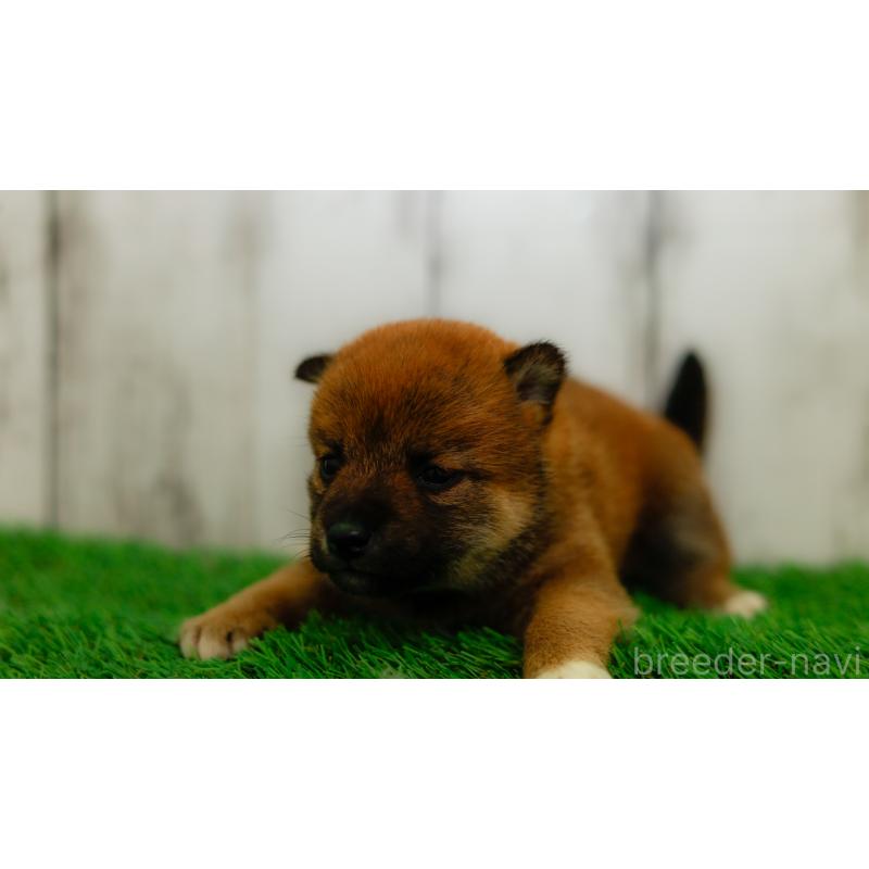 販売中の三重県の柴犬-453577の3枚目