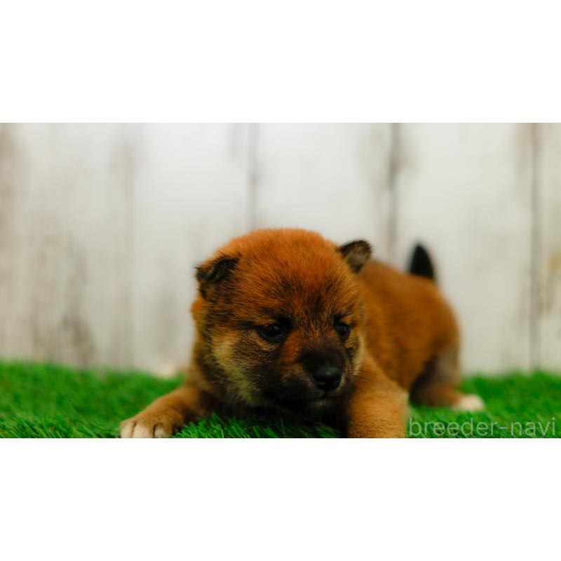 販売中の三重県の柴犬-453577の2枚目