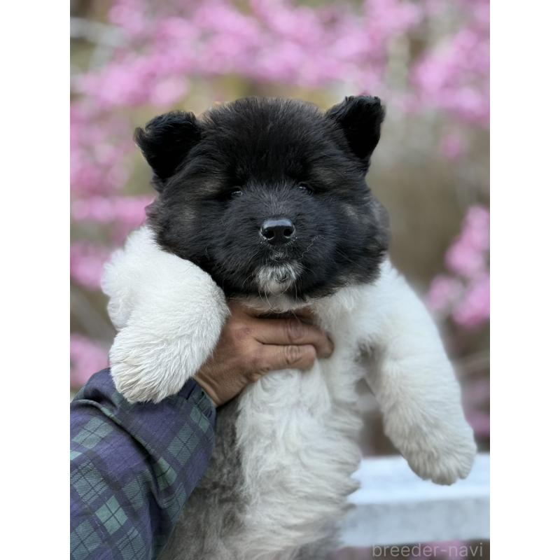 販売中の三重県のアメリカン・アキタ-453578の6枚目