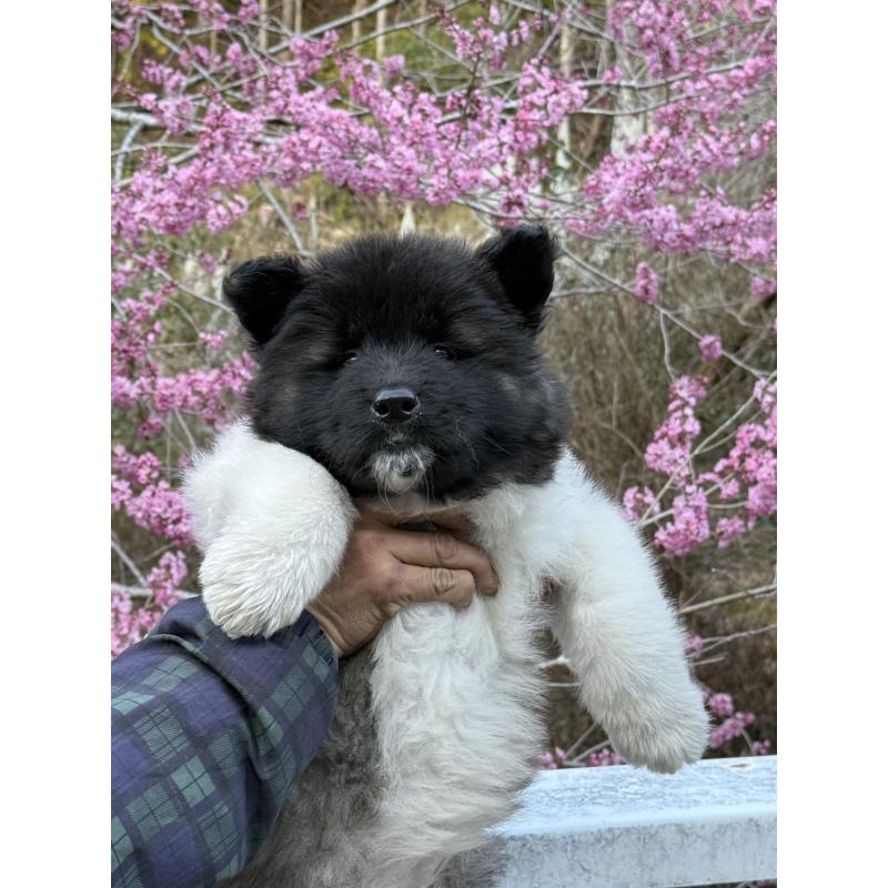 販売中の三重県のアメリカン・アキタ-453578の5枚目