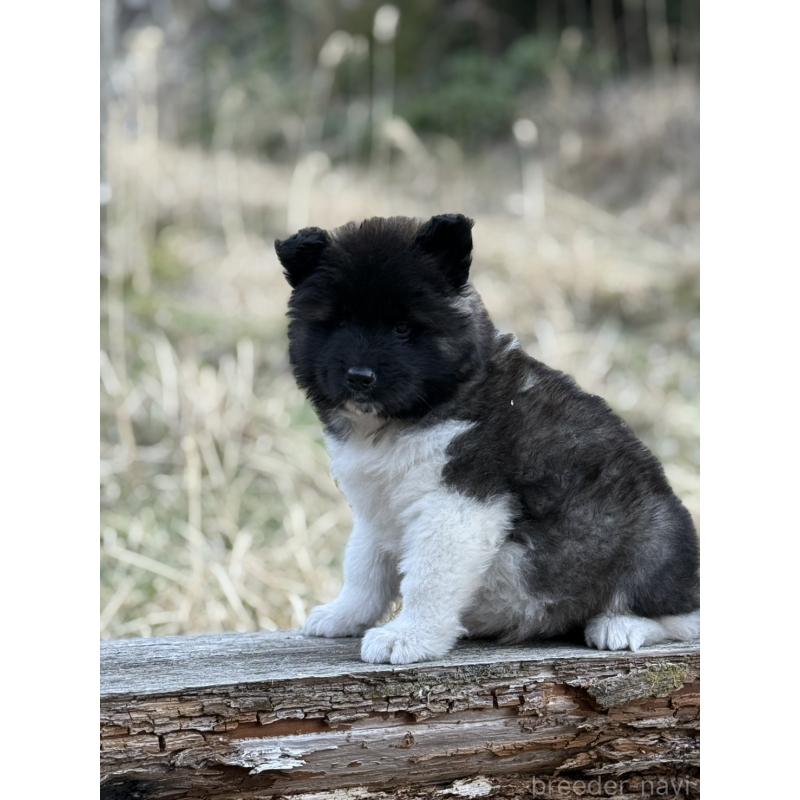 販売中の三重県のアメリカン・アキタ-453578の4枚目