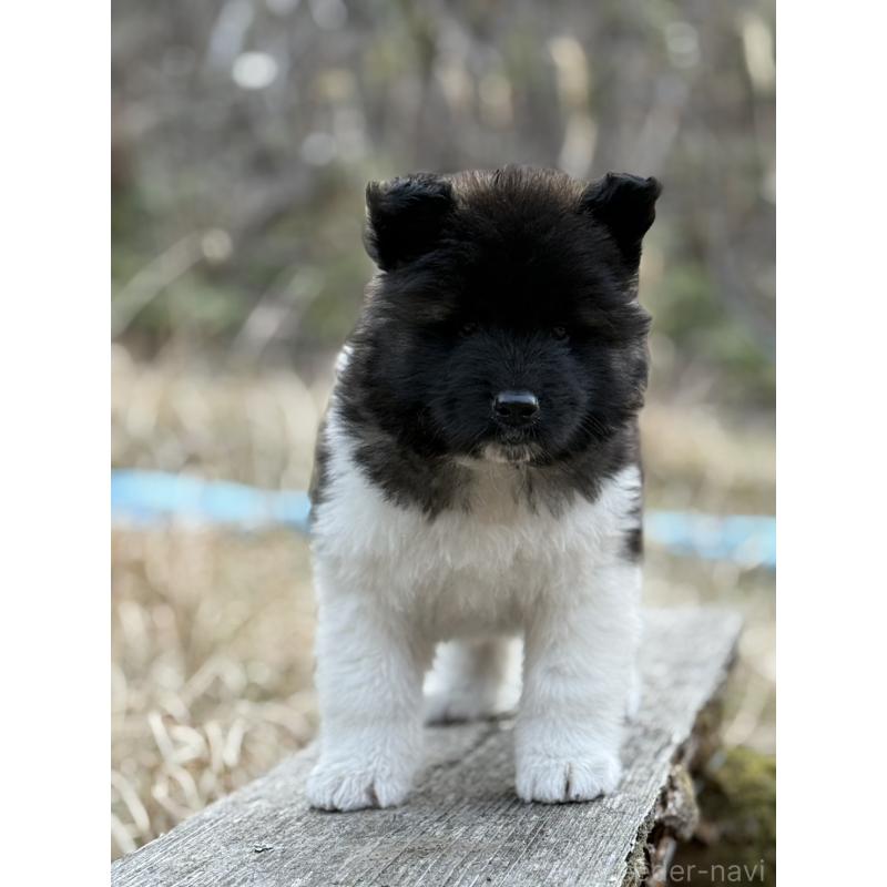 販売中の三重県のアメリカン・アキタ-453578の3枚目