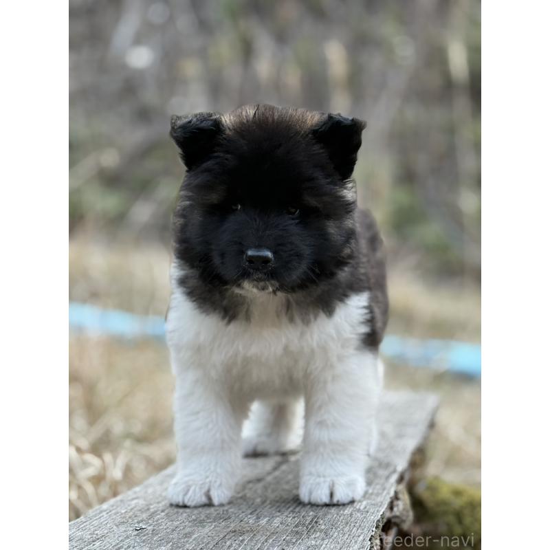 販売中の三重県のアメリカン・アキタ-453578の2枚目