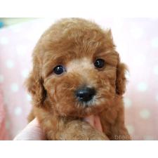 トイプードルの子犬