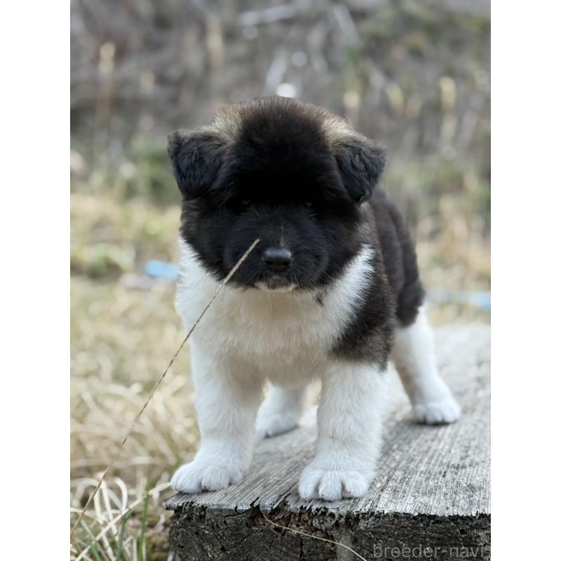 販売中の三重県のアメリカン・アキタ-453579の7枚目