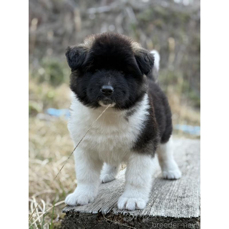 販売中の三重県のアメリカン・アキタ-453579の6枚目