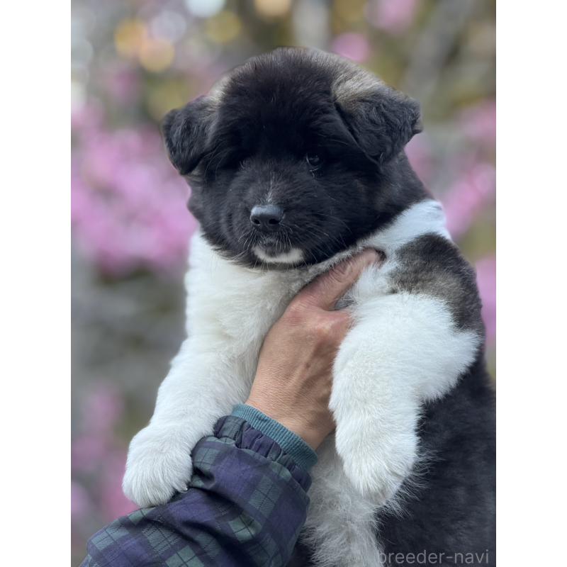 販売中の三重県のアメリカン・アキタ-453579の5枚目