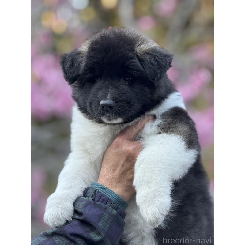 販売中の三重県のアメリカン・アキタ-453579の4枚目