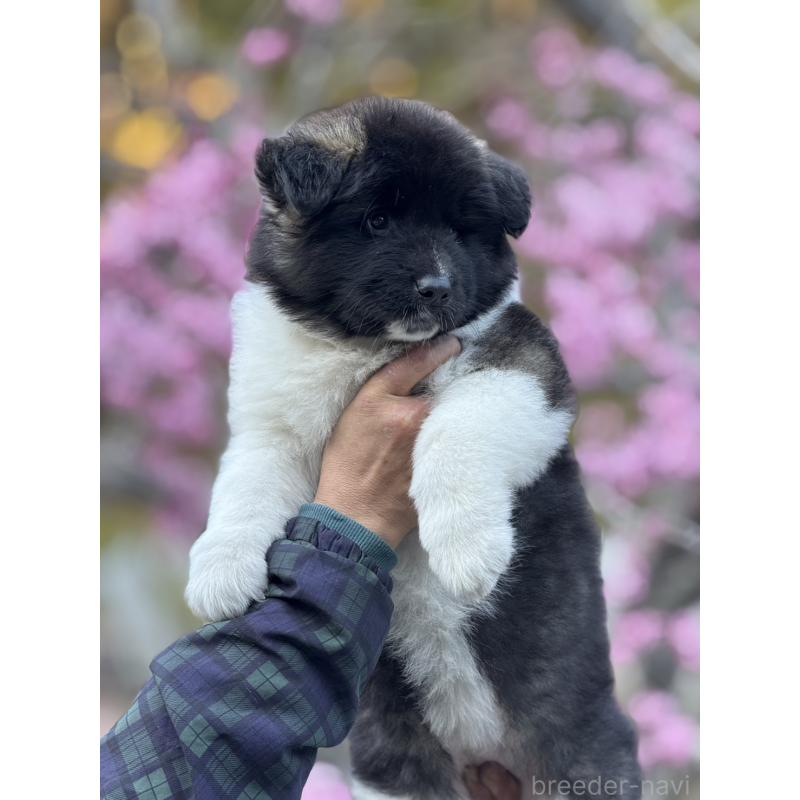 販売中の三重県のアメリカン・アキタ-453579の3枚目