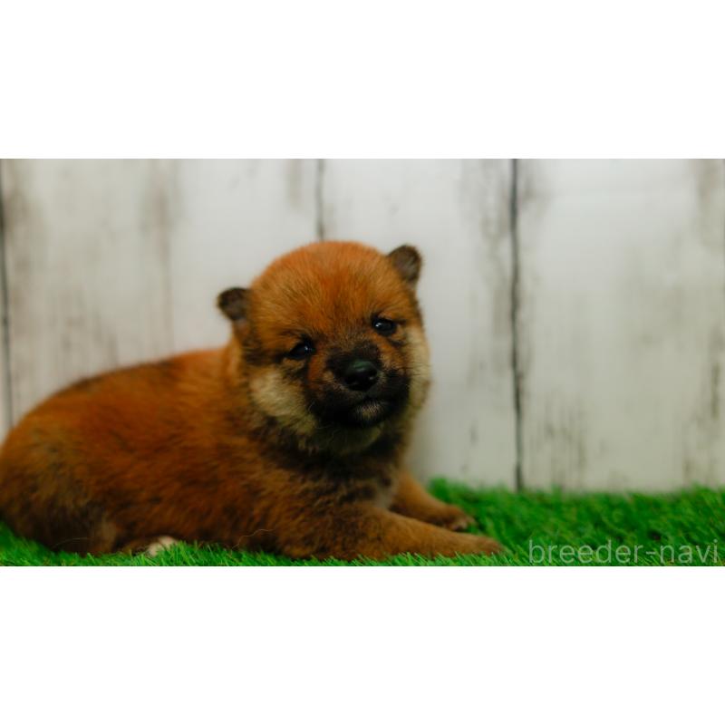 販売中の三重県の柴犬-453580の6枚目