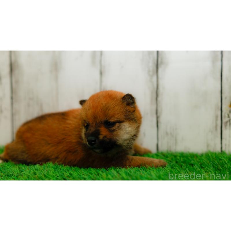 販売中の三重県の柴犬-453580の5枚目