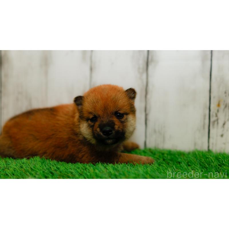 販売中の三重県の柴犬-453580の4枚目