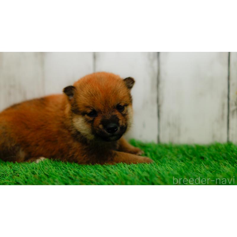 販売中の三重県の柴犬-453580の3枚目