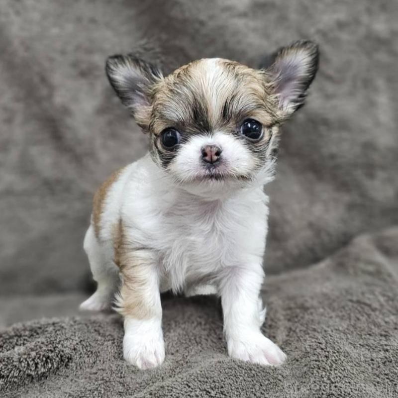 販売中の埼玉県のチワワ(ロングコート)-453581の7枚目