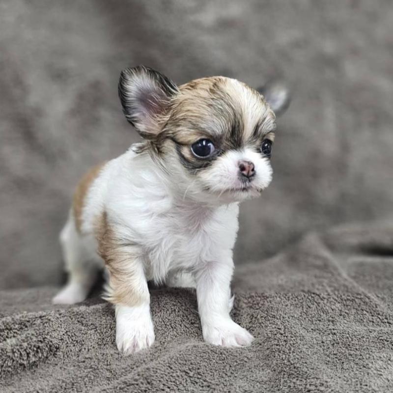 販売中の埼玉県のチワワ(ロングコート)-453581の6枚目