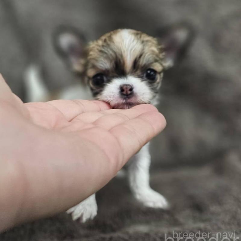 販売中の埼玉県のチワワ(ロングコート)-453581の5枚目