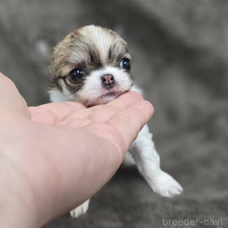 販売中の埼玉県のチワワ(ロングコート)-453581の4枚目