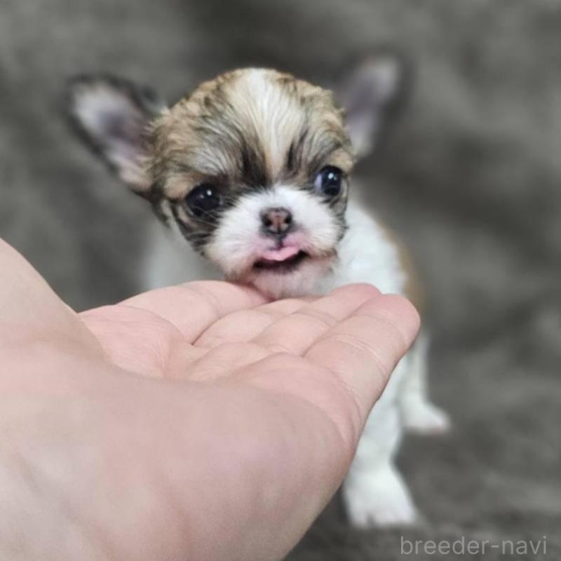 販売中の埼玉県のチワワ(ロングコート)-453581の3枚目