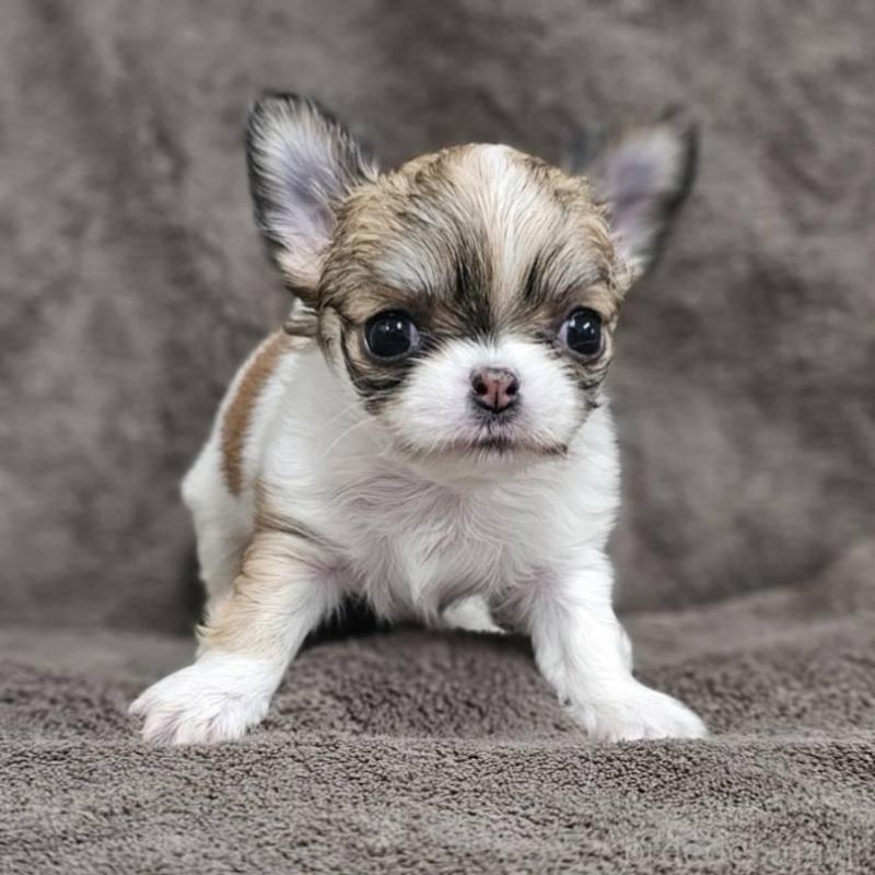 販売中の埼玉県のチワワ(ロングコート)-453581